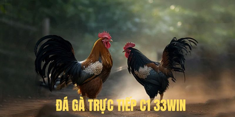 Đá gà trực tiếp giải đấu C1, C2 đầy kịch tính 